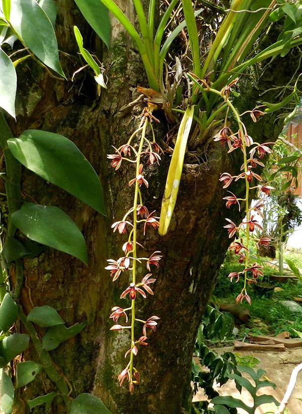 Lan Kiếm lá cứng