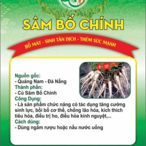 Sâm Bố Chính tươi