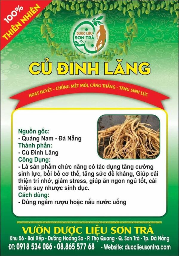 Củ đinh lăng