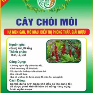 Cây Chòi Mòi