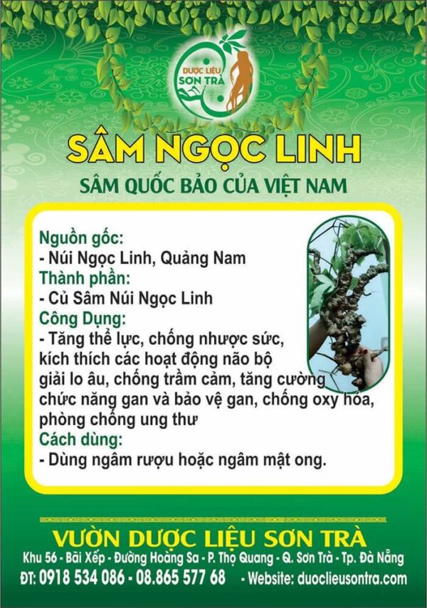 Sâm Ngọc Linh Củ Tươi