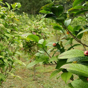 Cây giống chè hoa vàng