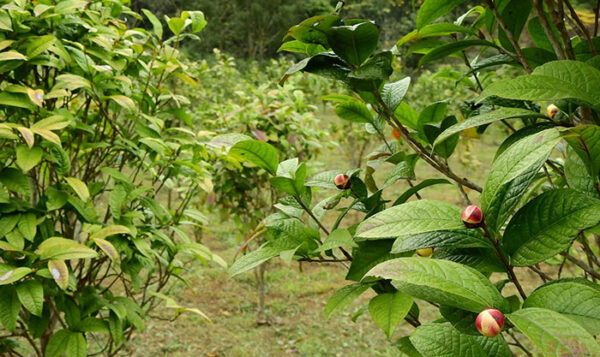 Cây giống chè hoa vàng