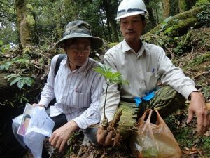 Quảng Nam: Sốc với giá của sâm Ngọc Linh được đẩy lên 150 triệu/kg