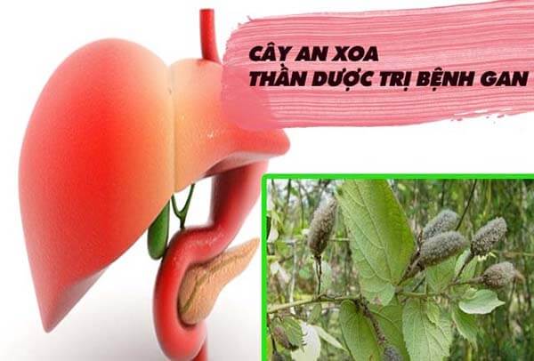 Công Dụng Tuyệt Vời Của Cây An Xoa