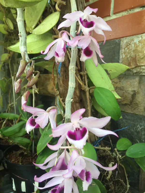 Các loại lan giống phi điệp