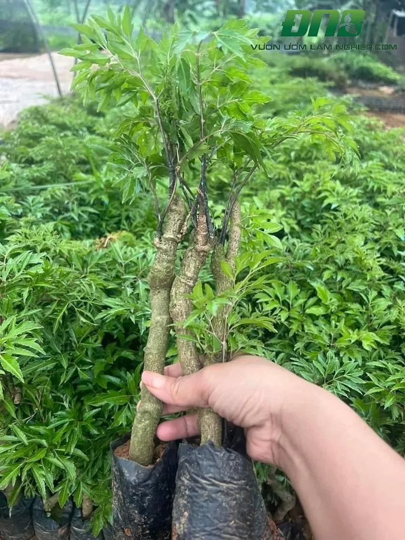 Cây đinh lăng giống