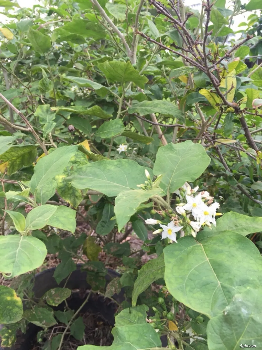 Cây Giống Cà Gai Leo