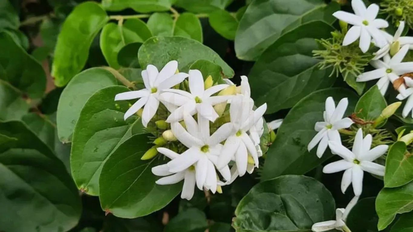 Cây Giống Cây Chè Vằng