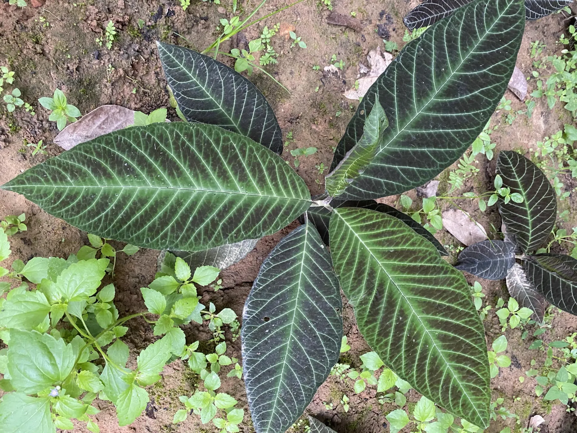 Cây Giống Cây Khôi Tía