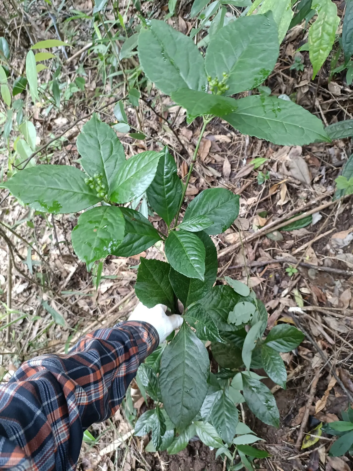 Cây Giống Cây Sói Rừng