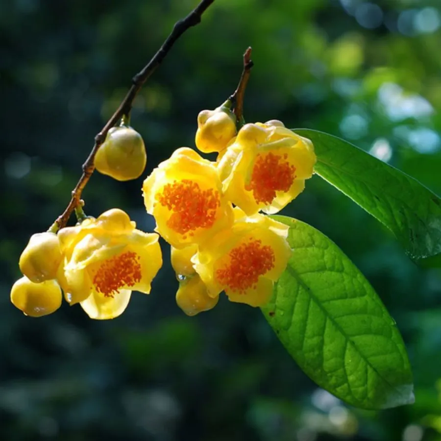 Cây giống chè hoa vàng