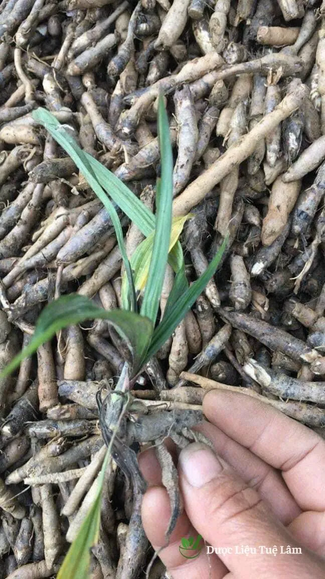 Cây Giống Sâm Câu Đen