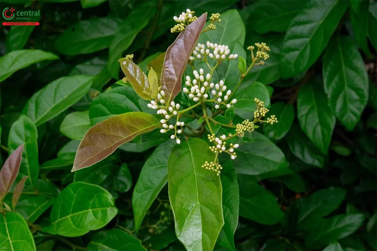 Cây giống xạ đen