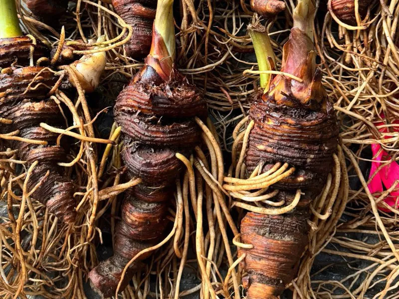 Thất diệp nhất chi hoa