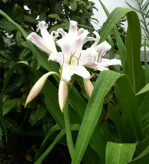 Trinh nữ hoàng cung