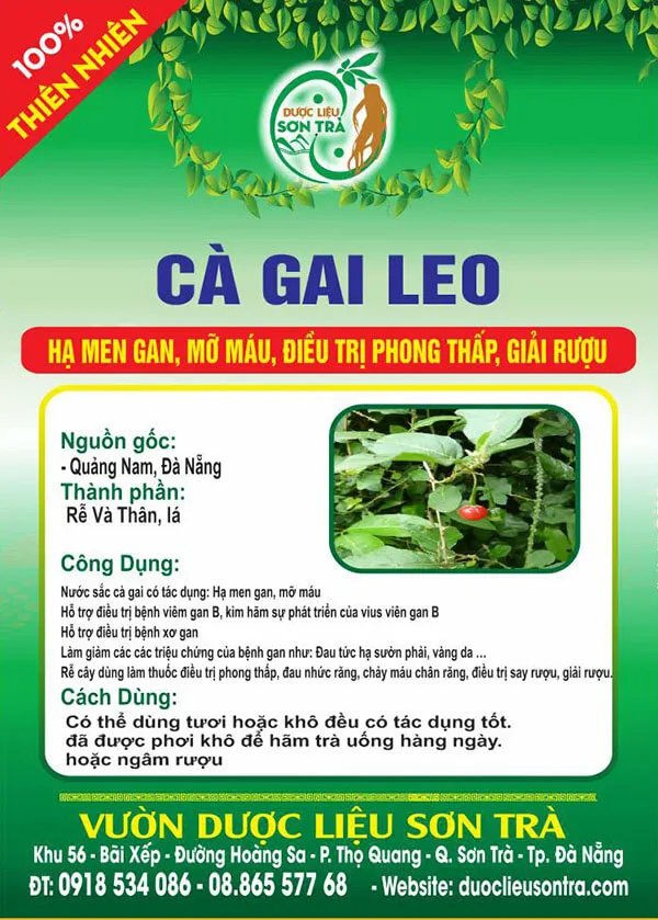 Cà Gai Leo