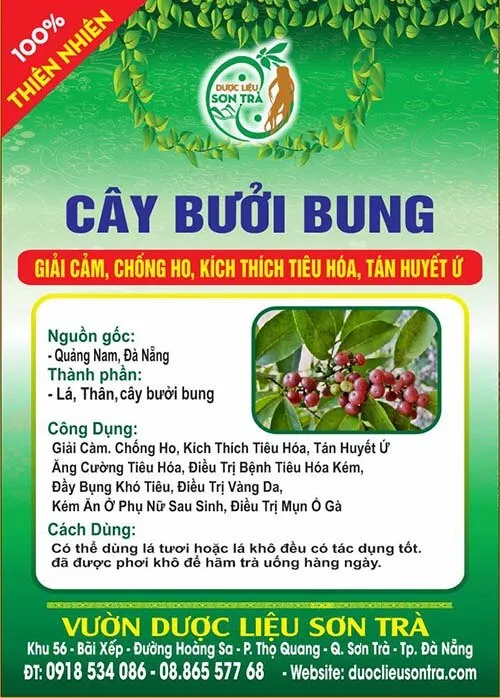 Cây Bưởi Bung