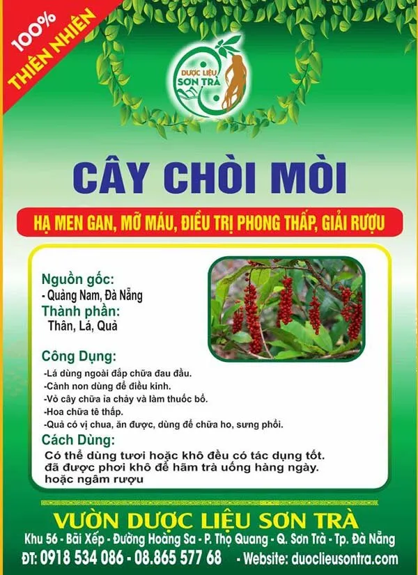 Cây Chòi Mòi